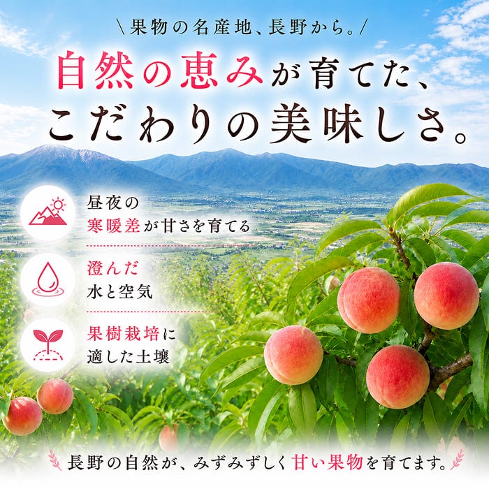 [予約直送]長野県 シャインマスカット・長野パープル ミックス 各１房 詰め合わせ 【綿半お中元】【7月後半～8月中旬順次発送】【配送指定日不可】