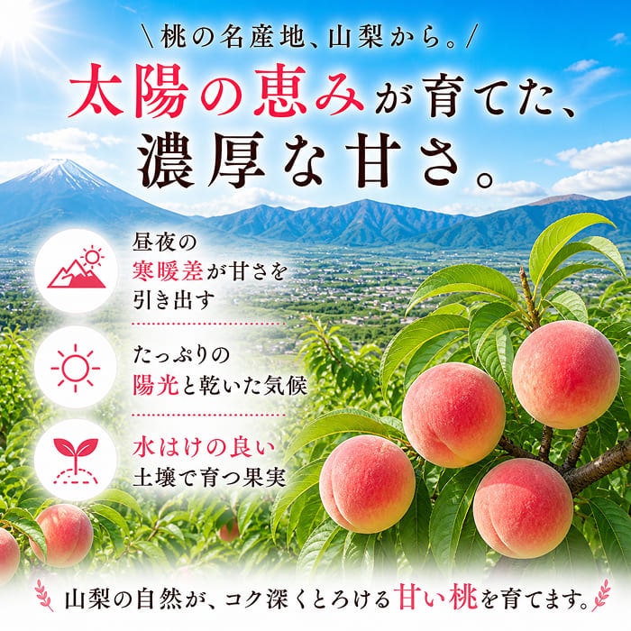 [予約直送]山梨県産 もも 特秀 白鳳・白桃等 約3kg 6～10玉 【綿半お中元】【7月より順次発送】【配送指定日不可】