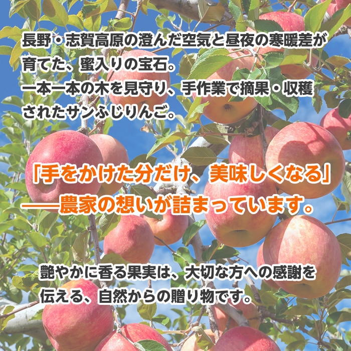 送料無料 長野県志賀高原産 サンふじりんご 自家用 5kg 13～20玉 【綿半お歳暮】【12月上旬～12月下旬順次発送】【配送指定日不可】[直送商品]