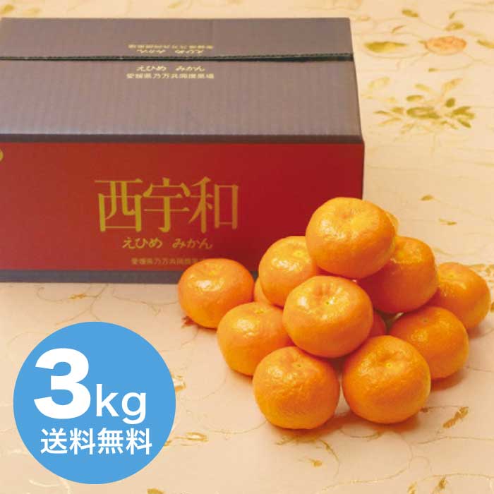 お歳暮 大阪南部合同青果 愛媛県産 みかん約3kg 【12月上旬以降順次発送】 [直送商品](9831-040)