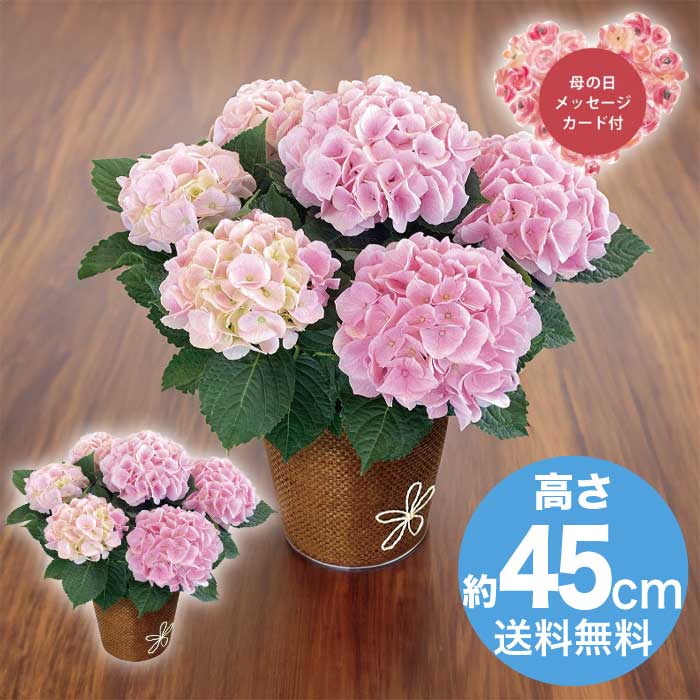 [直送商品]母の日 5/8-10お届け レイール あじさい コットンキャンディ5号 【配送指定日不可】 (1853-913)