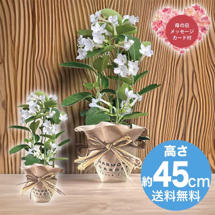 [直送商品]母の日 5/8-10お届け レイール マダガスカルジャスミン4号 【配送指定日不可】 (1853-937)