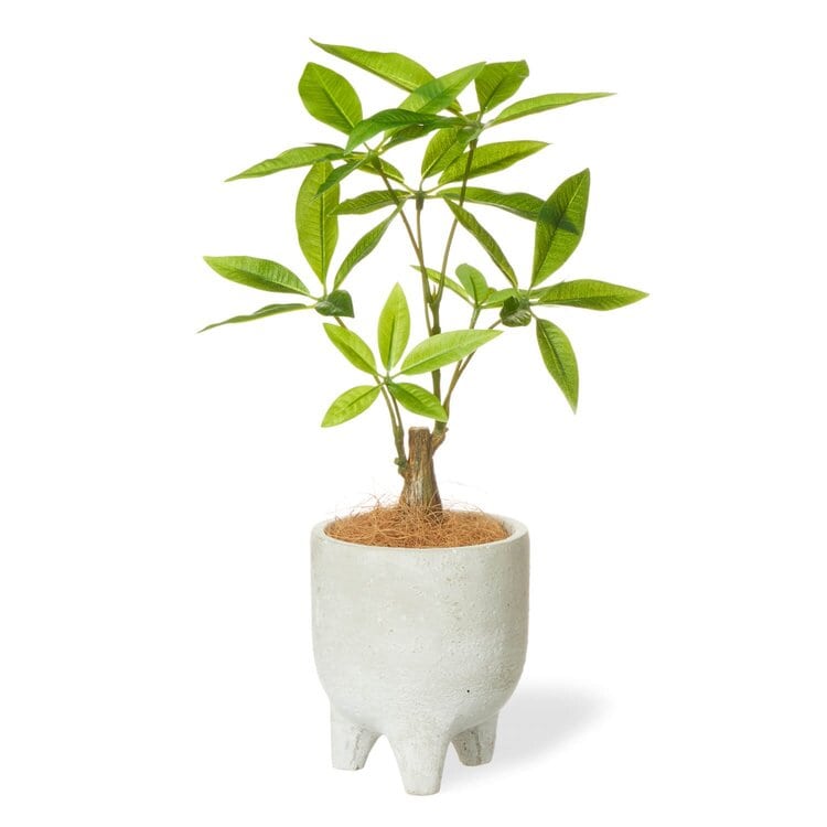 パキラ レッグプランター(フェイクグリーン)