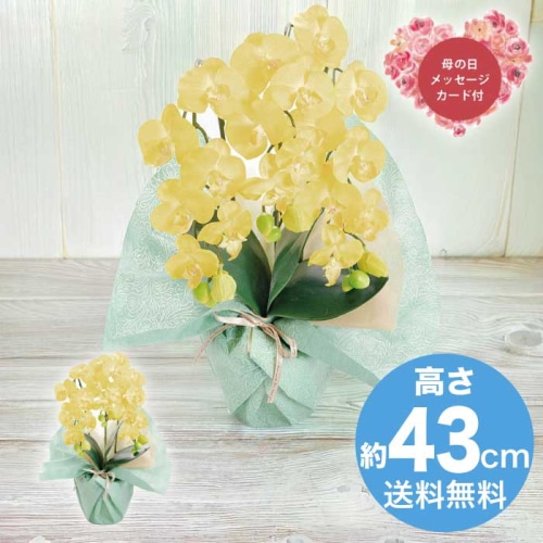 [直送商品]母の日 5/8-10お届け  アーティフィシャルフラワー ミニ胡蝶蘭3本立ち イエロー 【配送指定日不可】 (1852-101)