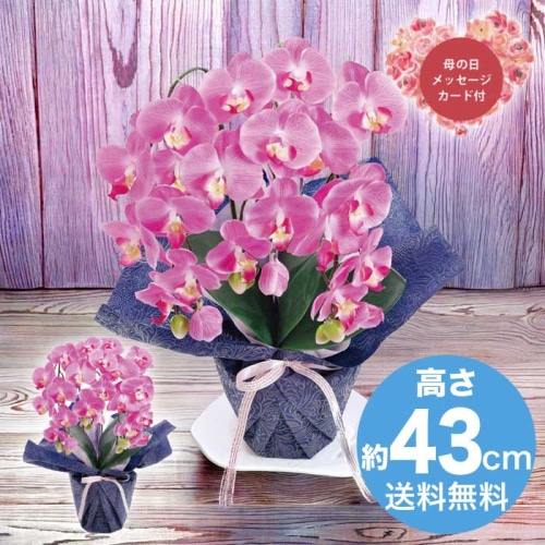 [直送商品]母の日 5/8-10お届け  アーティフィシャルフラワー ミニ胡蝶蘭3本立ち ダークラベンダー 【配送指定日不可】 (1852-137)