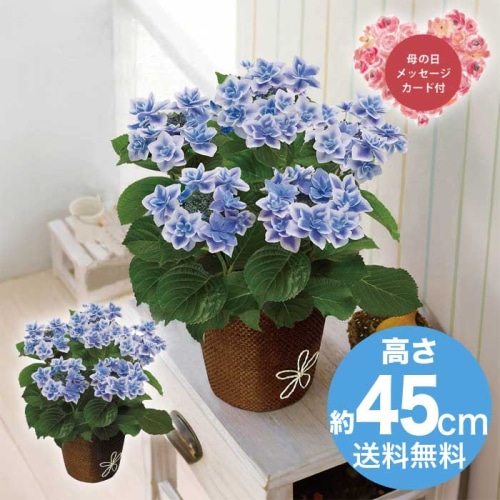 [直送商品]母の日 5/8-10お届け レイール あじさい コンペイトウ5号 【配送指定日不可】 (1853-951)