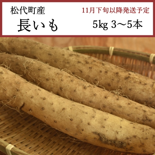 送料無料 長野県松代町産 長いも 5kg 3～5本 [問合直送]【11月下旬以降順次発送】【配送指定日不可】