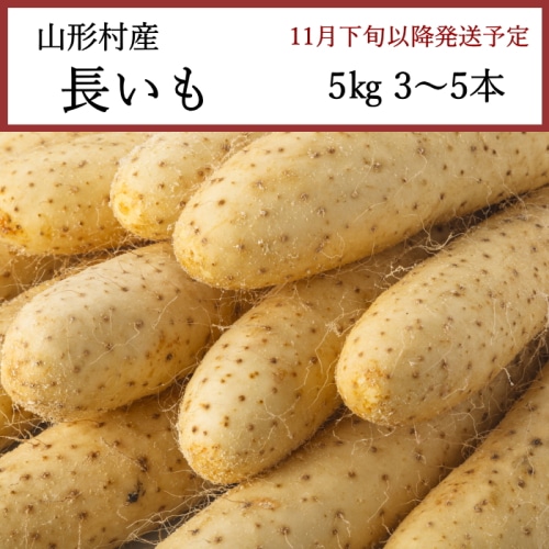 送料無料 長野県山形村産 長いも 5kg 3～5本 [問合直送]【11月下旬以降順次発送】【配送指定日不可】