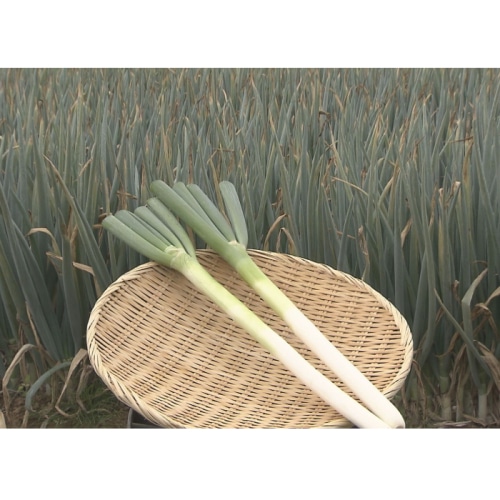 [直送10]小林ネギ園 新幸福ネギ 訳あり 5kg 【配送指定日不可】