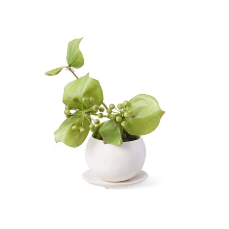 サンキライ  CUPBON 盆栽(フェイクグリーン)