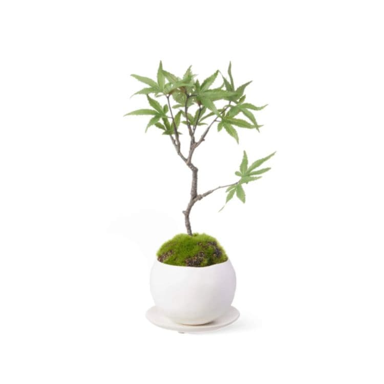 モミジ  CUPBON 盆栽(フェイクグリーン)